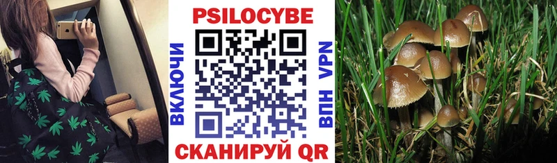 Псилоцибиновые грибы Psilocybine cubensis Тогучин